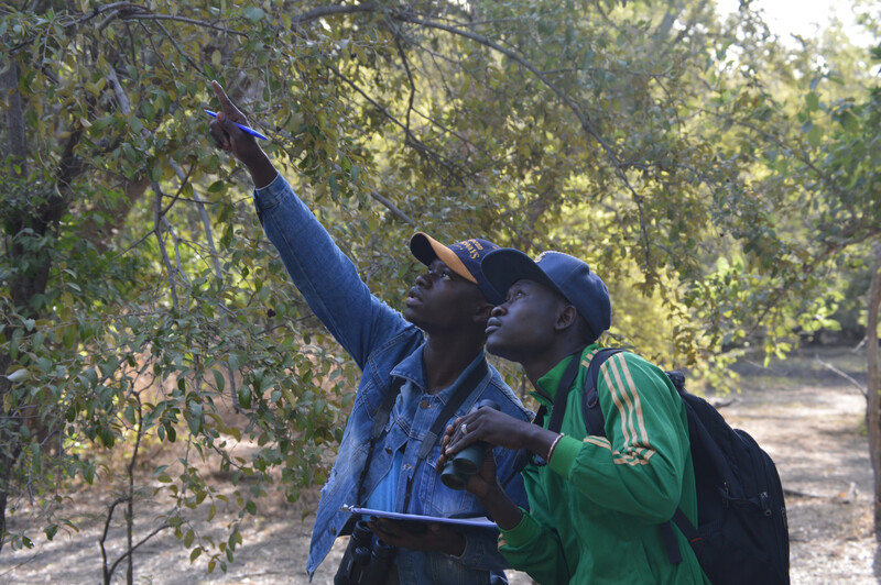Red colobus rangers on a survey, Sambel Kunda, The Gambia