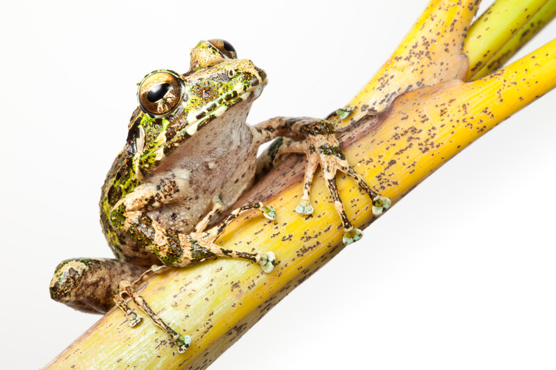 Spiny green frog, Eleutherodactylus nortoni, a Critically Endangered species from Morne Pangnol, the Massif de la Hotte, Haiti