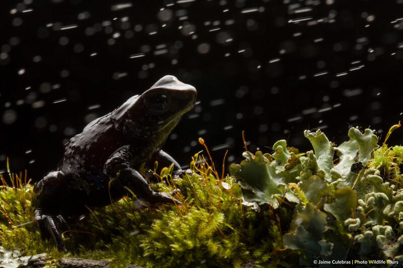 Atelopus nanay in Ecuador. (Photo by JaimeCulebras/Photo Wildlife Tours)