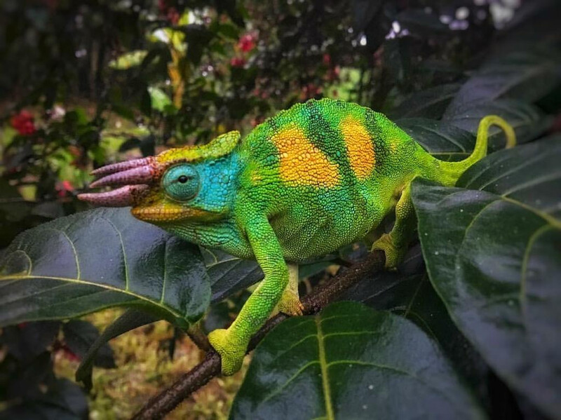 Rwenzori Three-horned Chameleon.