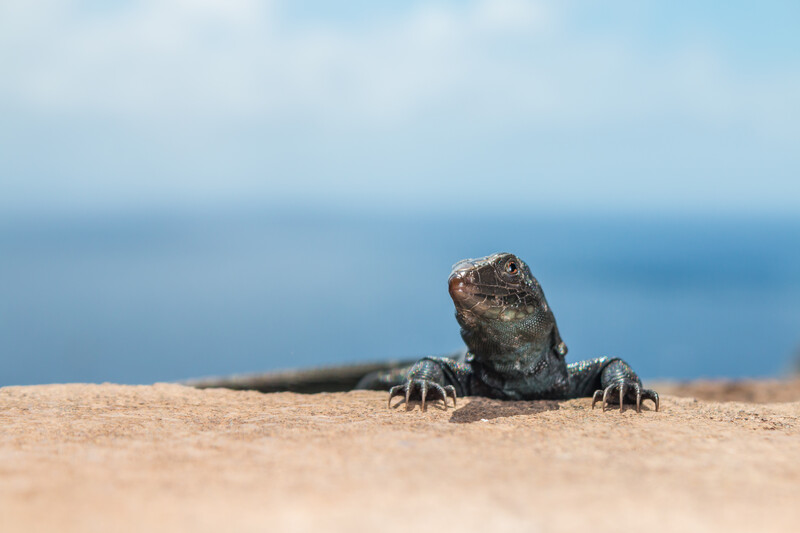 Redonda Ground Dragon on Redonda Island of Antigua and Barbuda.   © Ed Marshall / Fauna & Flora 