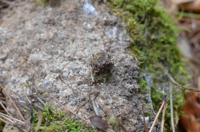 The closed burrow of a trapdoor spider. (Photo by Sérgio Henriques, Global Center for Species Survival at the Indianapolis Zoo)
