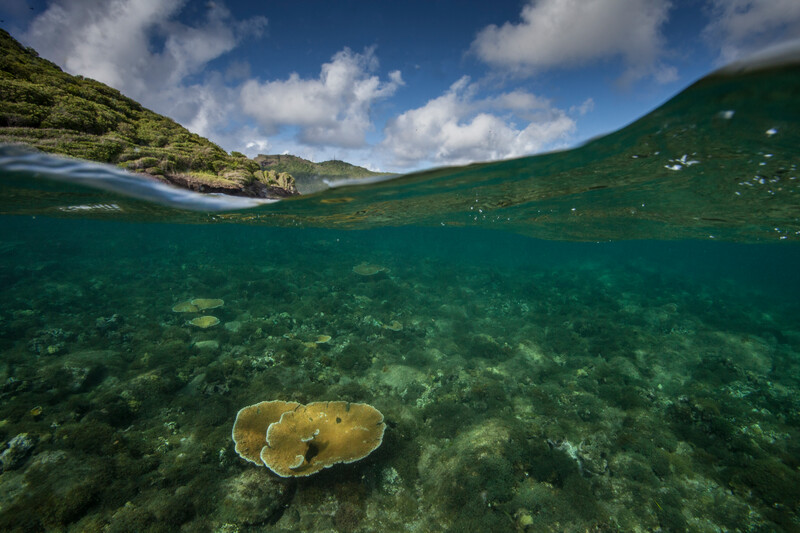 Corals in the shallow waters of the Caribbean. (Robin Moore, Re:wild) 