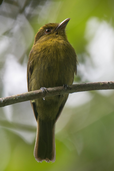 A sapayoa photographed by an expedition to Alto Sinú in search for the Sinú parakeet. Until this sighting, the bird had not been documented in Córdoba since 1949. (Carlos Bran Castillón/Uraba Nature Tours)