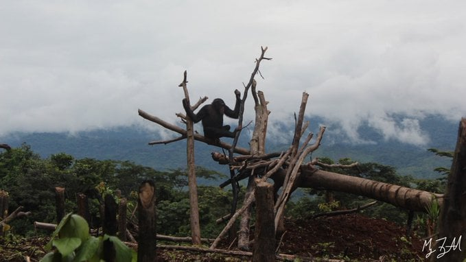 Western Chimpanzees (Photo by Maegan Fitzgerald)