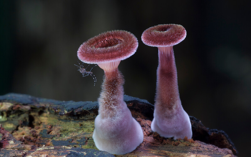 Panus lecomtei  (Photo copyright Stephen Axford and Catherine Marciniak, www.planetfungi.movie)