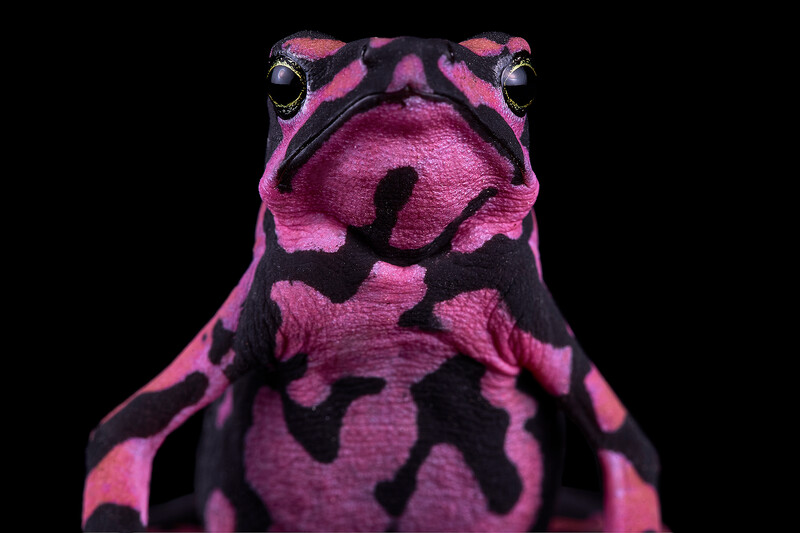 Atelopus hoogmoedi