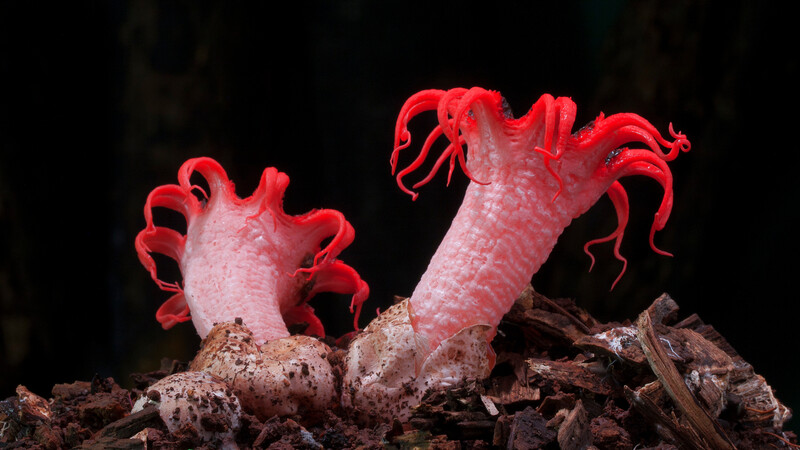 Starfish Fungi (Photo copyright Stephen Axford and Catherine Marciniak, www.planetfungi.movie)