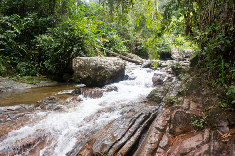 PHOTO: River habitat where the dusky tetraka was rediscovered (Photo by John C. Mittermeier)  The dusky tetraka, a small olive and yellow-throated bird that hops around on the ground and has eluded ornithologists for 24 years, was rediscovered by an expedition team searching the tropical forests of northeastern Madagascar. The expedition team, led by The Peregrine Fund’s Madagascar Program, found the species in two different remote sites; one on the Masoala peninsula and another near Andapa in late December 2022 and early January. The last documented sighting of the dusky tetraka was in 1999, making it one of the top 10 most wanted lost birds by the Search for Lost Birds, a collaboration between Re:wild, American Bird Conservancy and BirdLife International.