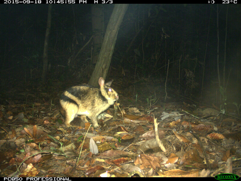 Annamite Striped Rabbit (Photo ©Leibniz Institute for Zoo and Wildlife Research / WWF Vietnam CarBi project / Hue Saola Nature Reserve) 