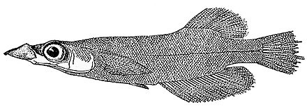 The duck-billed buntingi was last seen in 1983. The fish's upper jaw and eyes stick out so far, its possible to see them from a vantage point below the fish in the water. The duck-billed buntingi is found in Lake Poso Sulawesi. (Illustration courtesy of Shoal)