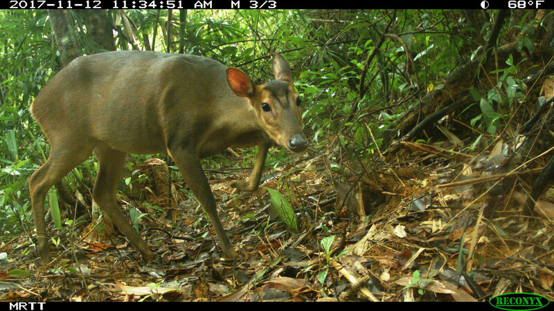 Large-antlered Muntjac (© Leibniz Institute for Zoo and Wildlife Research / WWF-Vietnam / USAID / Song Thanh Nature Reserve) 