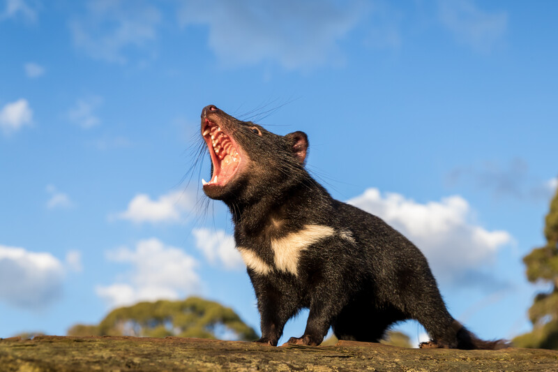 Photo: Tasmanian Devil beauty shot (Photo by Aussie Ark)