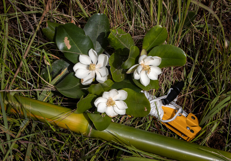 Magnolia emarginata herbarium specimen collection Photo by Eladio Fernandez