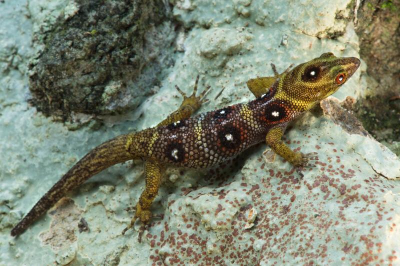 Union Island Gecko (Gonatodes daudini)
