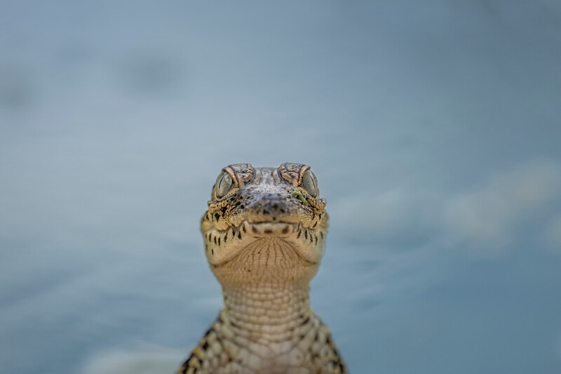 A young Cuban Crocodile stares inquisitively into the camera in the Zapata Swamp breeding sanctuary. (Photo by Robin Moore, Global Wildlife Conservation)