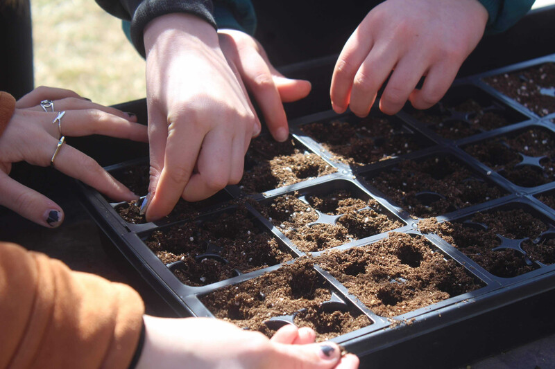Students plant seedlings of prairie plants for Grinnell College's prairie restoration project.  Photo by Re:wild Your Campus