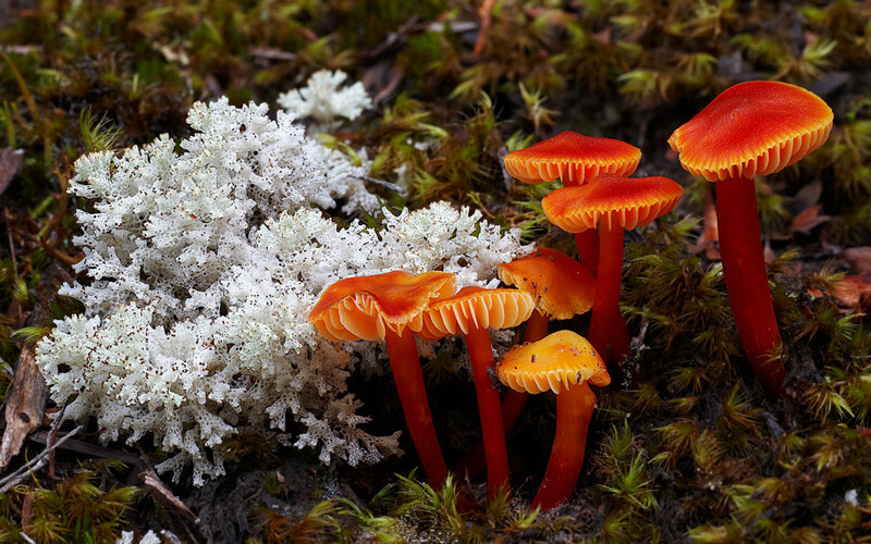 Hygrocybe saltorivula, a fungus growing in deep moss in eucalypt woodland in Australia (Photo copyright Stephen Axford and Catherine Marciniak, www.planetfungi.movie)