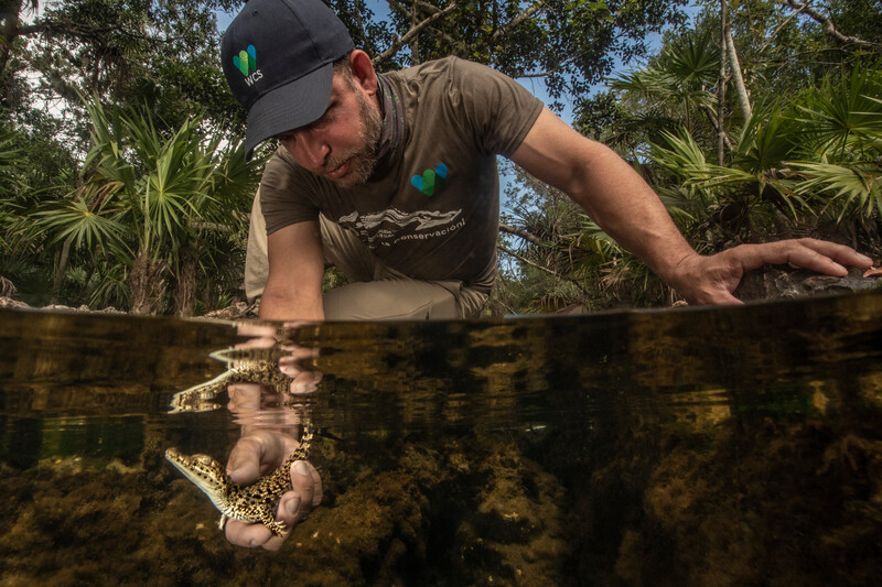 Gustavo Sosa cradles a young Cuban Crocodile underwater that was hatched in August 2019 at the breeding sanctuary in Zapata.