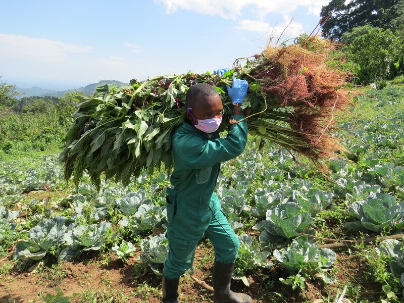 GRACE Caregiver Kambale carries vegetation grown on the gorilla food farm for rescued gorillas. 