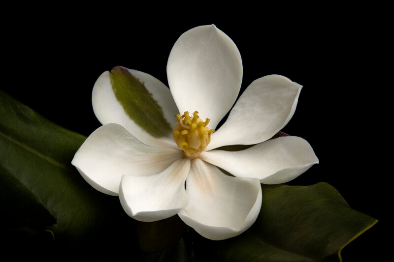 Magnolia emarginata, best flowering bloom Photo by Eladio Fernandez