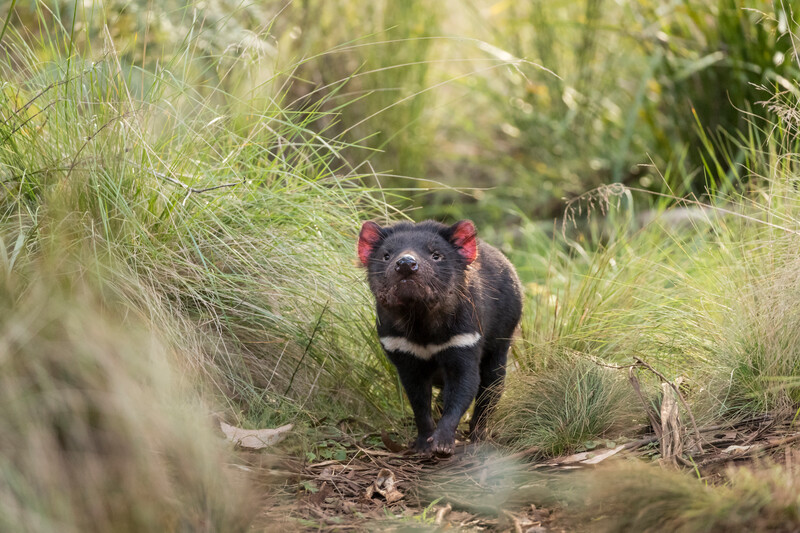 Devil beauty shot (Photo by Aussie Ark)