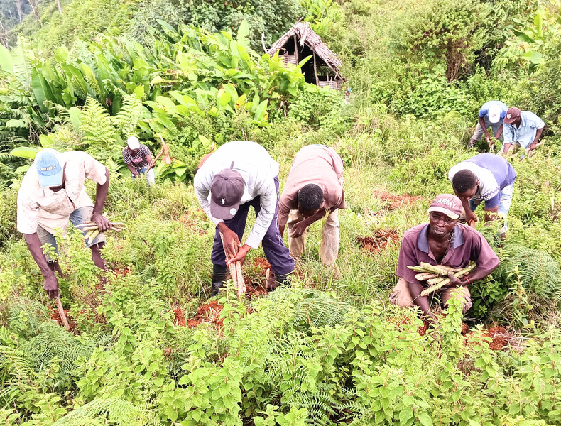 Hired local community members planting native plants in Grand Bois National Park.