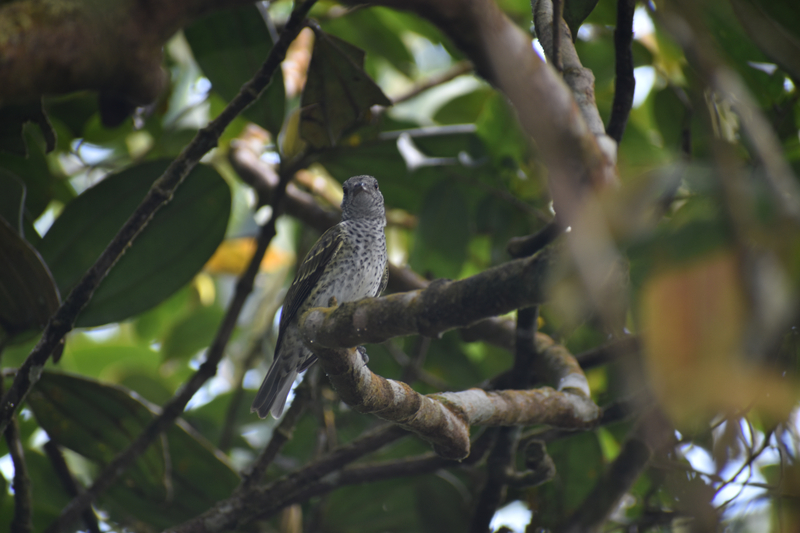 A sharpbill, photographed during a recent expedition to Alto Sinú in Córdoba department, Colombia in search of the Sinú parakeet. The sharpbill is another rare bird that has only been documented a handful of times in Colombia. (Johann Villalba @villalbajohann)