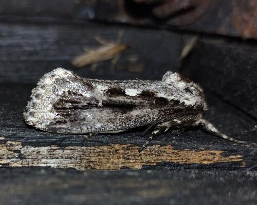 Photo provided by Pav Johnsson to Inaturalist. Species Titanomis sisyrota.