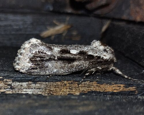 Photo provided by Pav Johnsson to Inaturalist. Species Titanomis sisyrota.