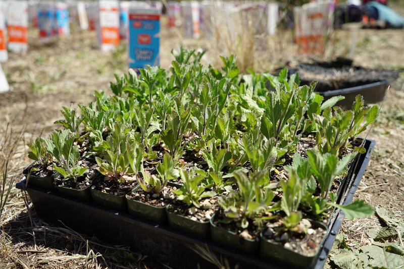 Native plant restoration at Santa Monica Mountains National Recreation Area.   Photo by Emil Walker