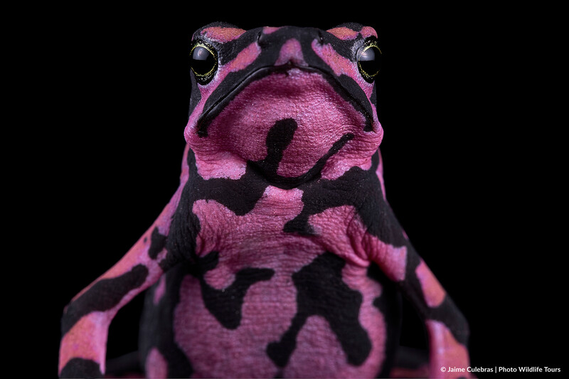 Atelopus hoogmoedi in Brazil. (Photo by Jaime Culebras/Photo Wildlife Tours)