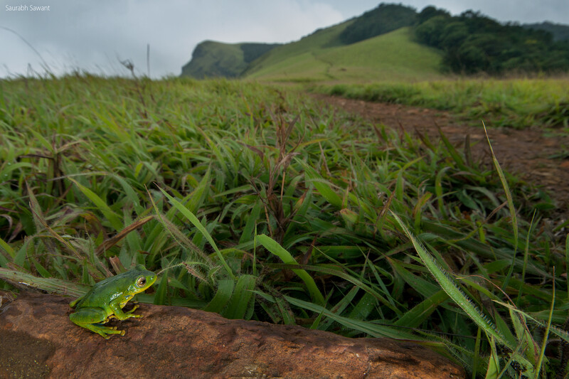 Thanks to conservation efforts, the Indigo Bush Frog (Raorchestes indigo) from India changed IUCN Red List categories from Critically Endangered to Vulnerable between 2004 and 2022. (Photo by Saurabh Sawant)