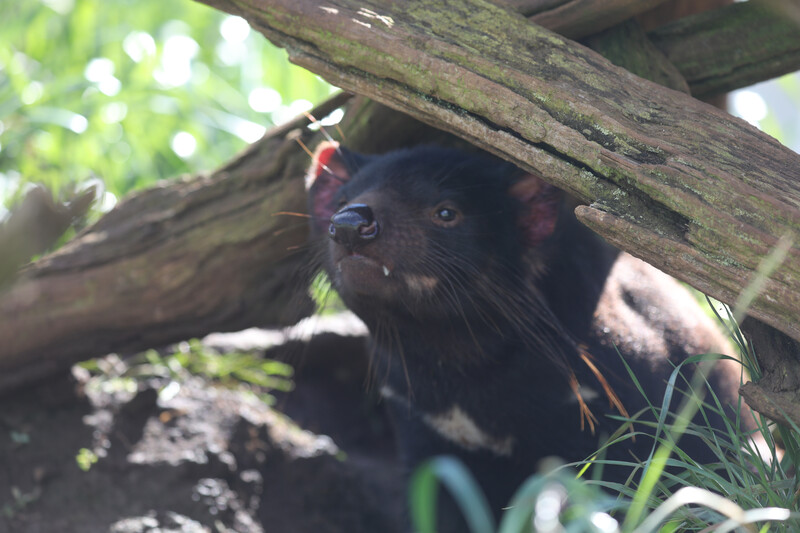 Tasmanian Devil shortly after release into the wild on Barrington Tops. (Photo by Aussie Ark)