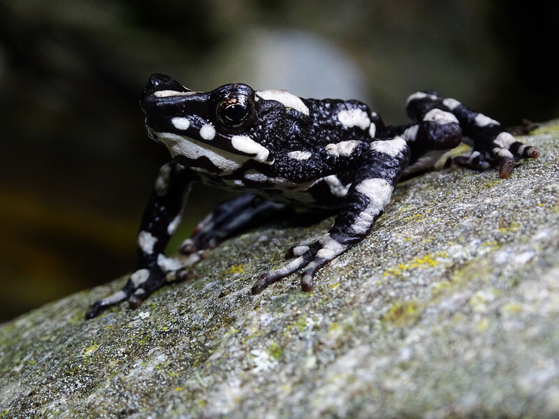 Starry Night Harlequin Toad (Atelopus aryescue).  (Photo courtesy of Fundación Atelopus)