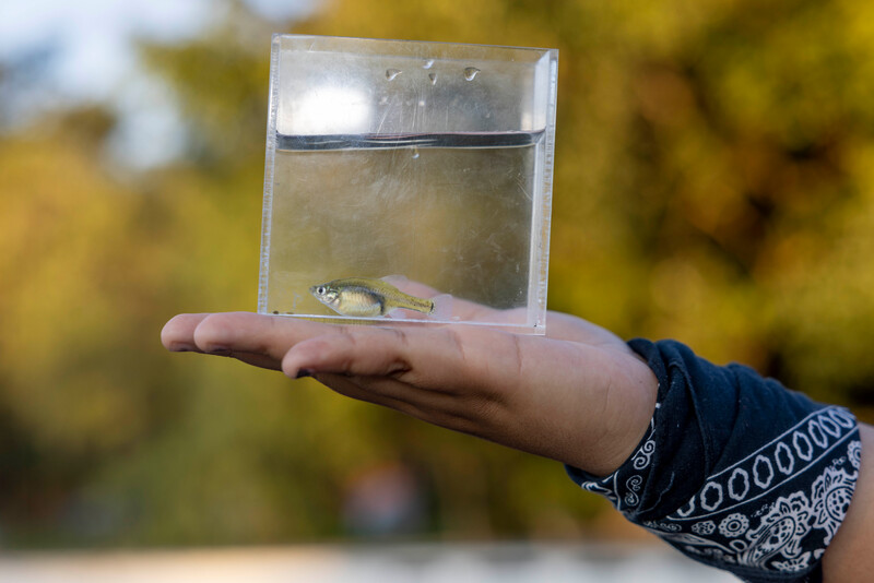 Golden Skiffia ready for release back into the wild. (Photo by Manfred Meiners/Re:wild)
