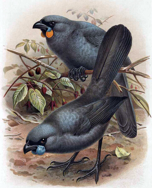 Illustration of North and South Island Kōkako (South Island Kōkako with orange wattle).   https://commons.wikimedia.org/wiki/File:Buller_Kokako.jpg  Usage information: This work is in the public domain in its country of origin and other countries and areas where the copyright term is the author's life plus 70 years or fewer.