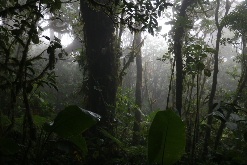 Photography - Mystical jungle cheapest in Monteverde, Costa Rica