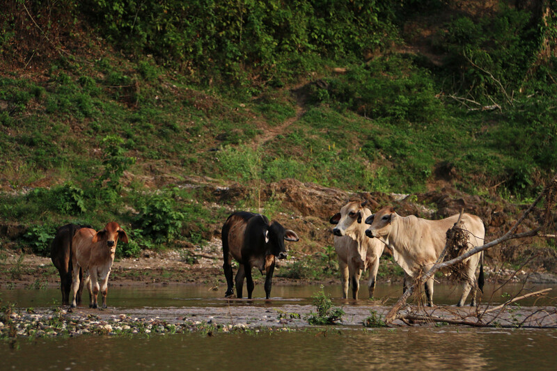 Cattle ranching in Nicaragua (Photo courtesy of WCS)