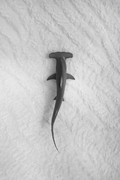 Photo from unsplash.  https://unsplash.com/photos/a-black-and-white-photo-of-a-shark-in-the-snow-ev_Hk-10Km0  Michael Worden