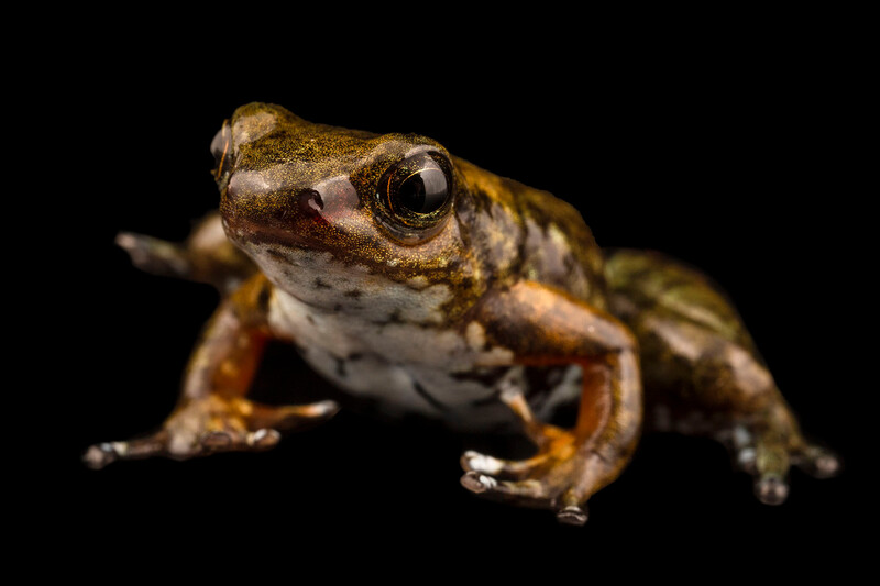 Intag Valley's newly discovered rocket frog (Photo by Centro Jambatu)