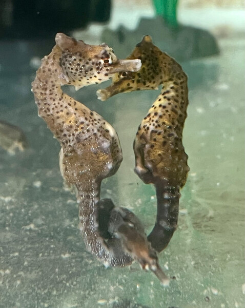 Potbelly Seahorse, a more common species found in shallow waters off the Southeastern coast of Australia. (Christina Biggs/Re:wild)