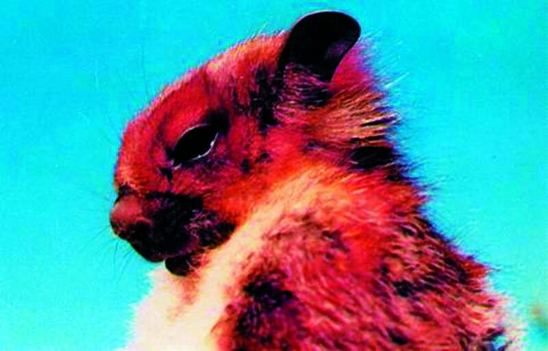 Namdapha Flying Squirrel (Photo by Zoological Survey of India)