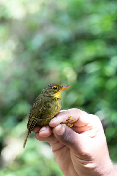 PHOTO: A dusky Tetraka, the second species to be rediscovered by the Search for Lost Birds. (Photo by John C. Mittermeier)    The dusky tetraka, a small olive and yellow-throated bird that hops around on the ground and has eluded ornithologists for 24 years, was rediscovered by an expedition team searching the tropical forests of northeastern Madagascar. The expedition team, led by The Peregrine Fund’s Madagascar Program, found the species in two different remote sites; one on the Masoala peninsula and another near Andapa in late December 2022 and early January. The last documented sighting of the dusky tetraka was in 1999, making it one of the top 10 most wanted lost birds by the Search for Lost Birds, a collaboration between Re:wild, American Bird Conservancy and BirdLife International.