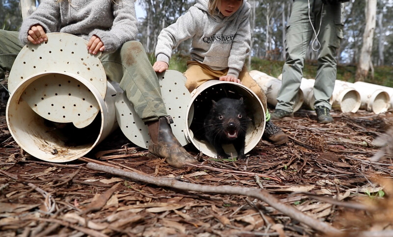 Releasing Tasmanian Devils into the wild on mainland Australia. (Courtesy of WildArk)