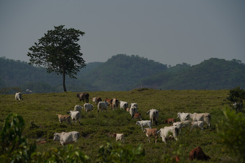 Cattle ranching in Guatemala (Photo courtesy of WCS)
