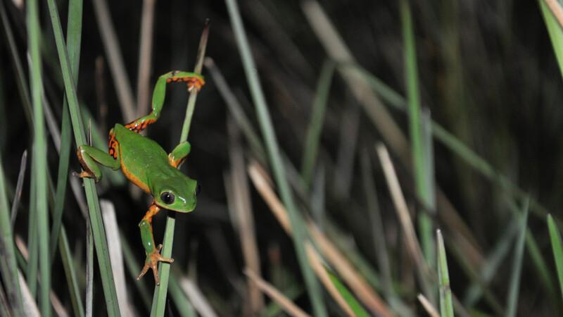 Rustic Monkey Tree Frog, Pithecopus rusticus.