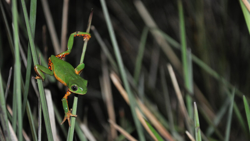 Rustic Monkey Tree Frog, Pithecopus rusticus.