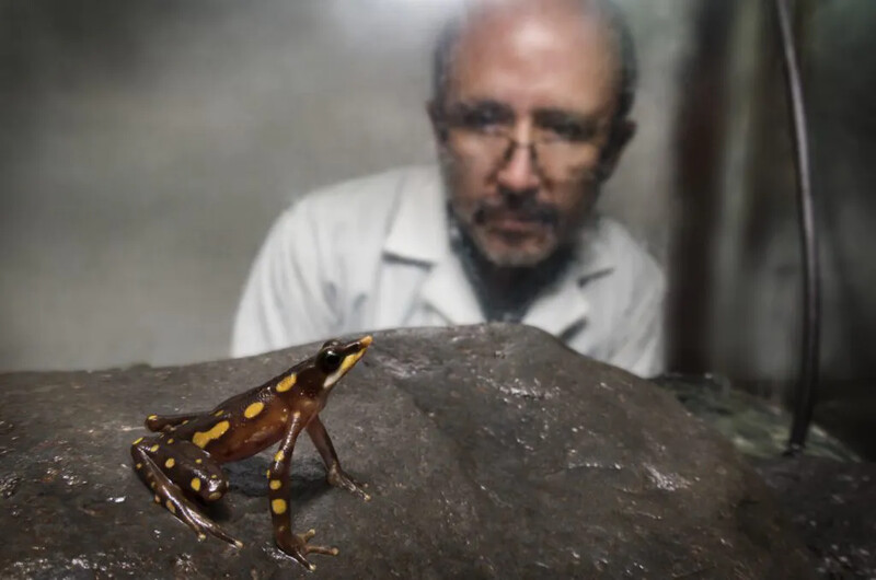 Dr. Luis Coloma looks in on a Longnose Harlequin Frog that his team brought into captivity for breeding at the Jambatu Research and Conservation Center. (Photo by Centro Jambatu/Fundación Otonga)