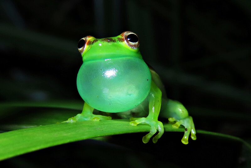 The Tapir valley tree frog (Tlalocohyla celeste), a newly described species that was discovered in a Costa Rican Nature Reserve. It’s only known home is a 20-acre wetland area on the reserve. (Photo by Juan G. Abarca)
